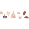 Figurines organes corps humains