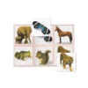 Maxiloto des animaux