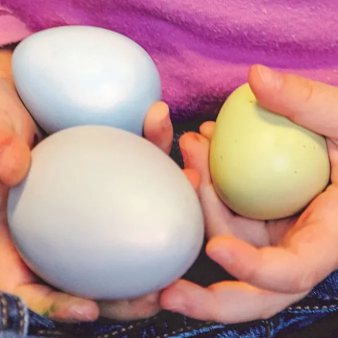 Oeufs sensoriels par 8